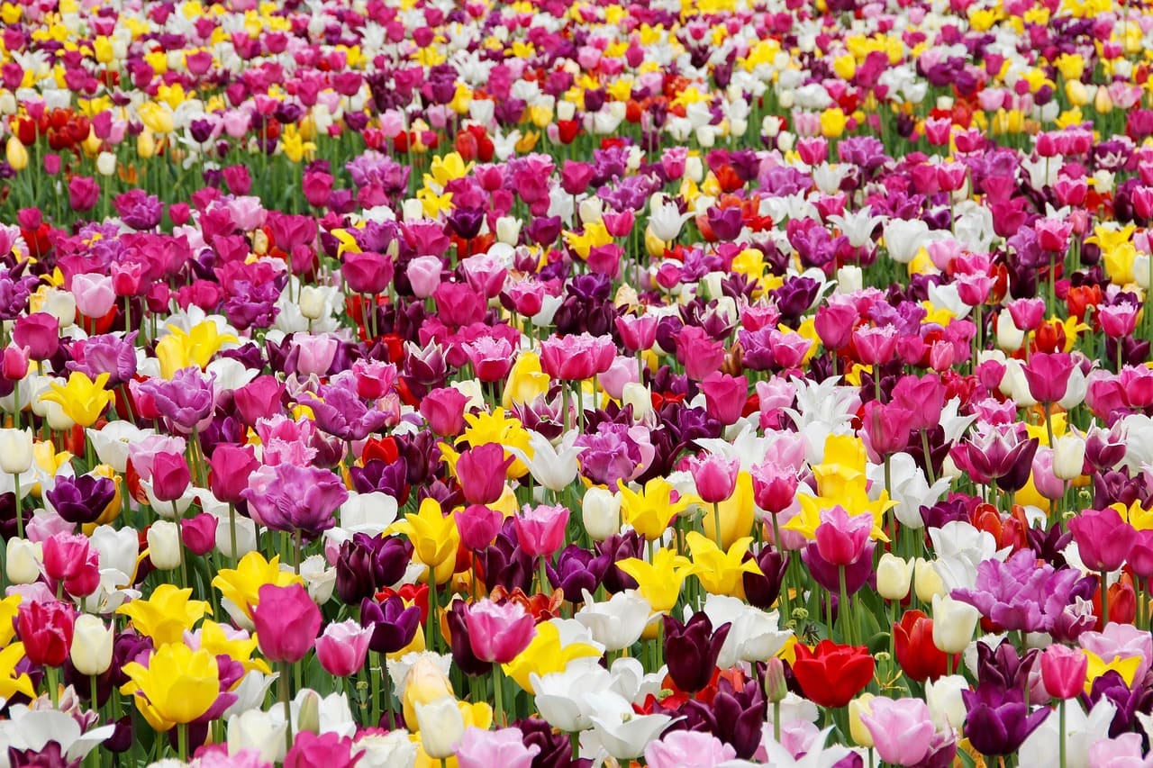 色とりどりのチューリップが整然と並ぶエミルガン公園の花壇。