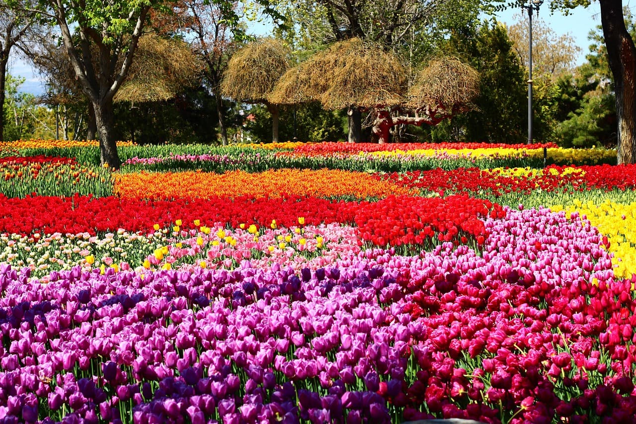エミルガン公園の傾斜地に広がるチューリップ花壇