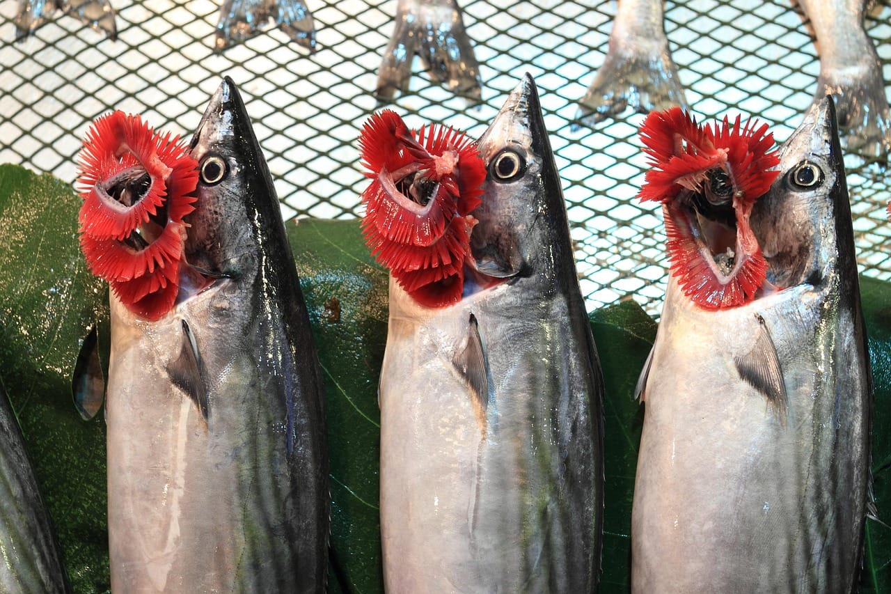 鮮度をアピールするためにエラを見せて並ぶ魚。