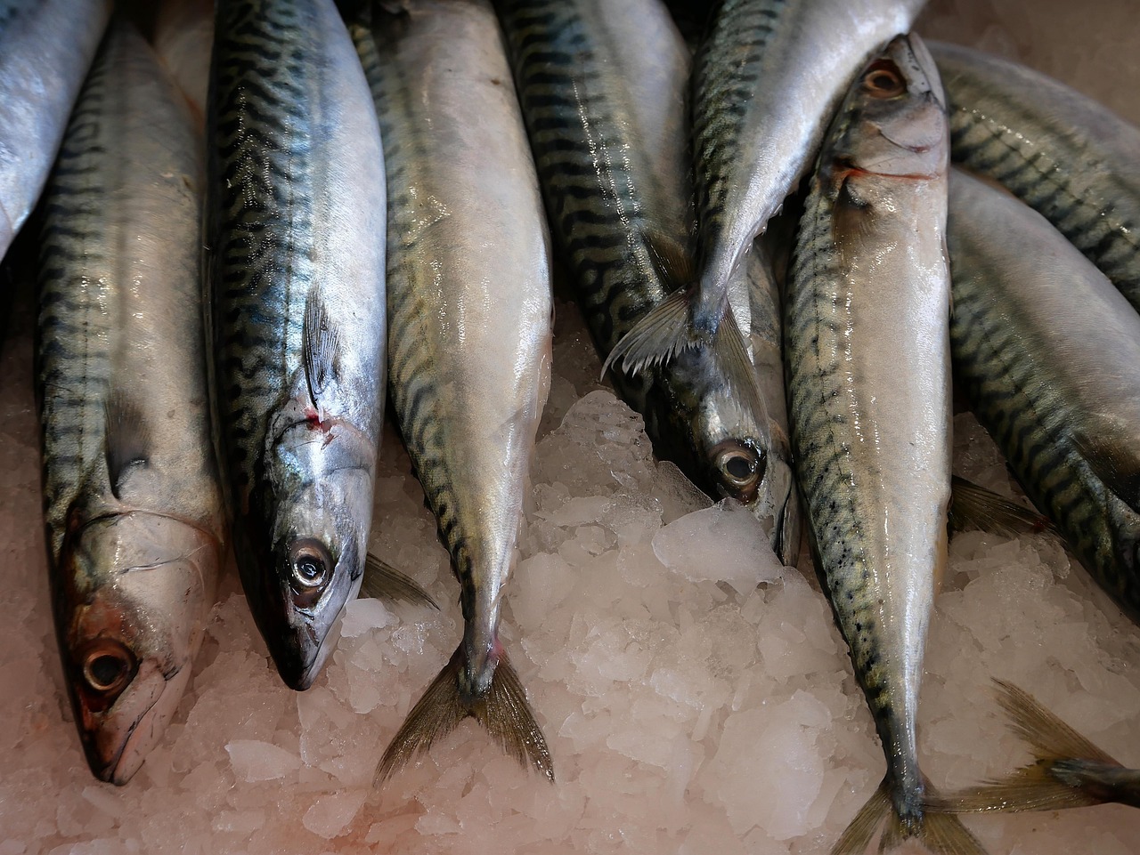 ベシクタシュの魚市場で氷の上に並べられた新鮮なサバ。
